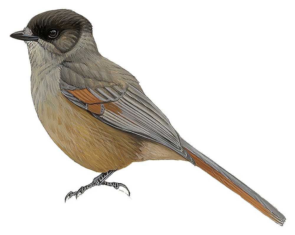 Siberian Jay / Perisoreus infaustus