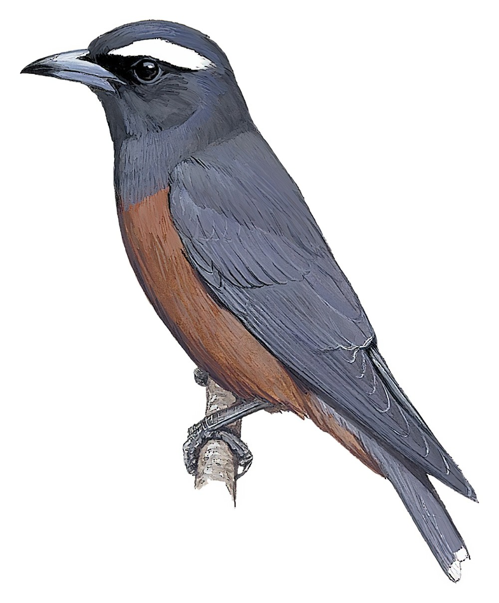 White-browed Woodswallow / Artamus superciliosus