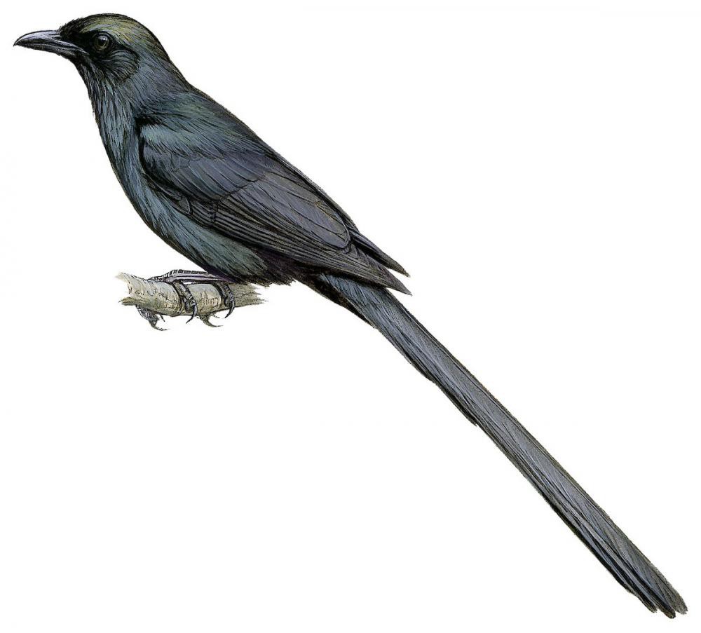 Long-tailed Starling / Aplonis magna