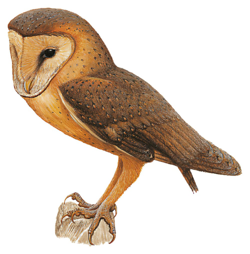 Andaman Masked-Owl / Tyto deroepstorffi