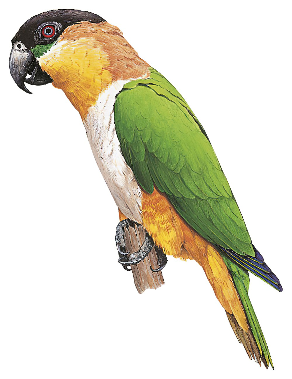 Black-headed Parrot / Pionites melanocephalus