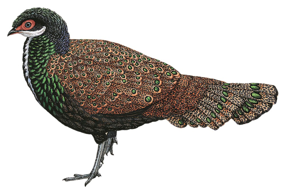 Bornean Peacock-Pheasant / Polyplectron schleiermacheri