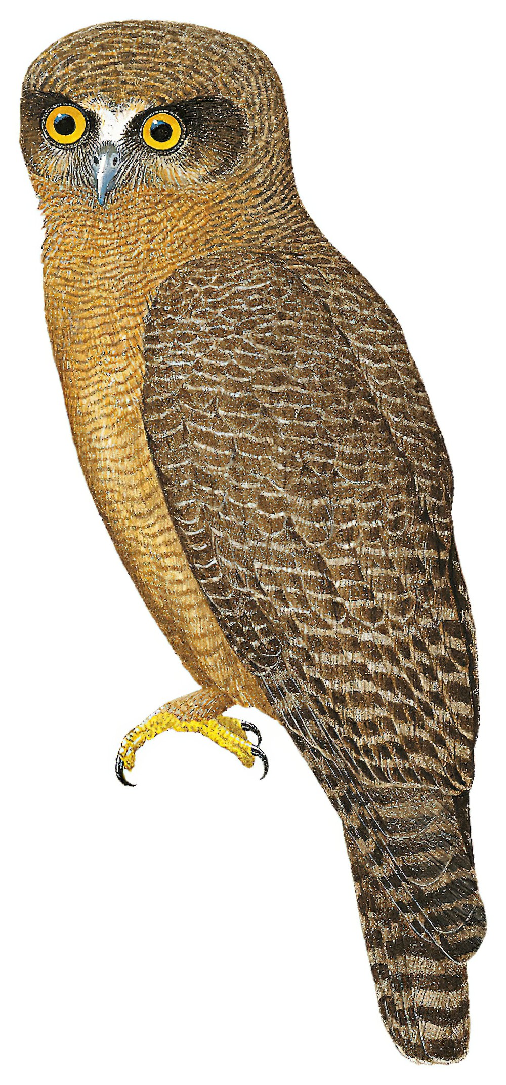 Rufous Owl / Ninox rufa