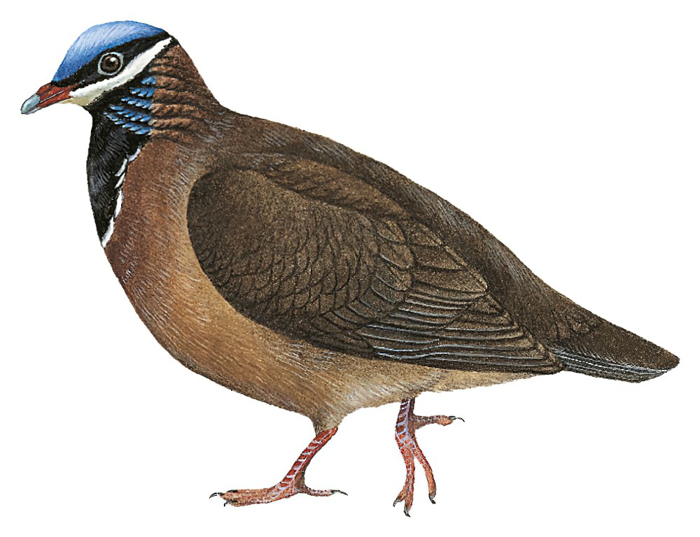 Blue-headed Quail-Dove / Starnoenas cyanocephala