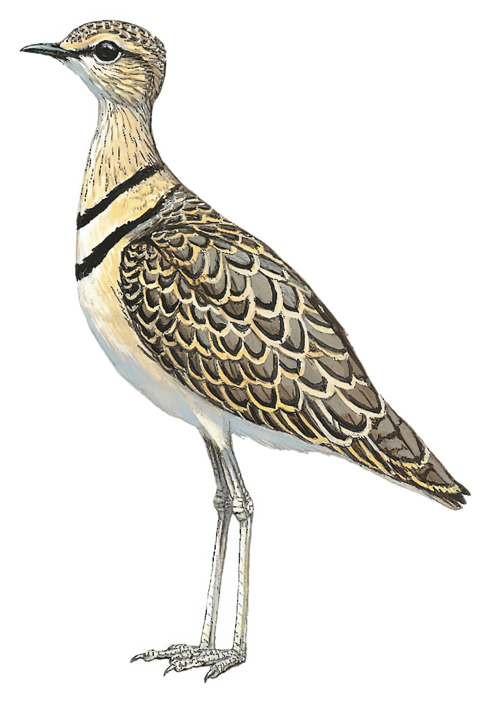 Double-banded Courser / Smutsornis africanus