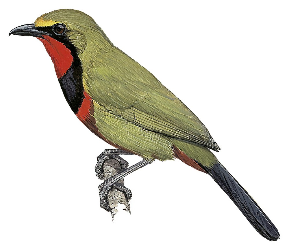 Four-colored Bushshrike / Telophorus viridis