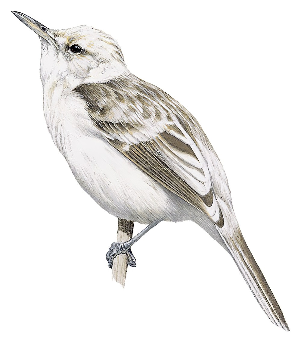 Henderson Island Reed Warbler / Acrocephalus taiti