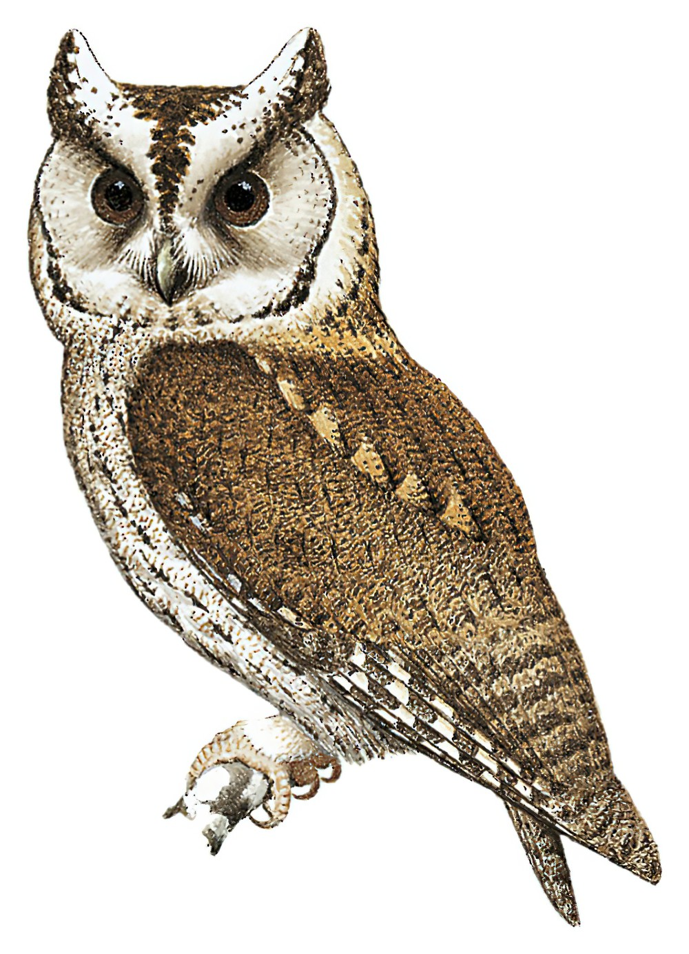 Indian Scops-Owl / Otus bakkamoena
