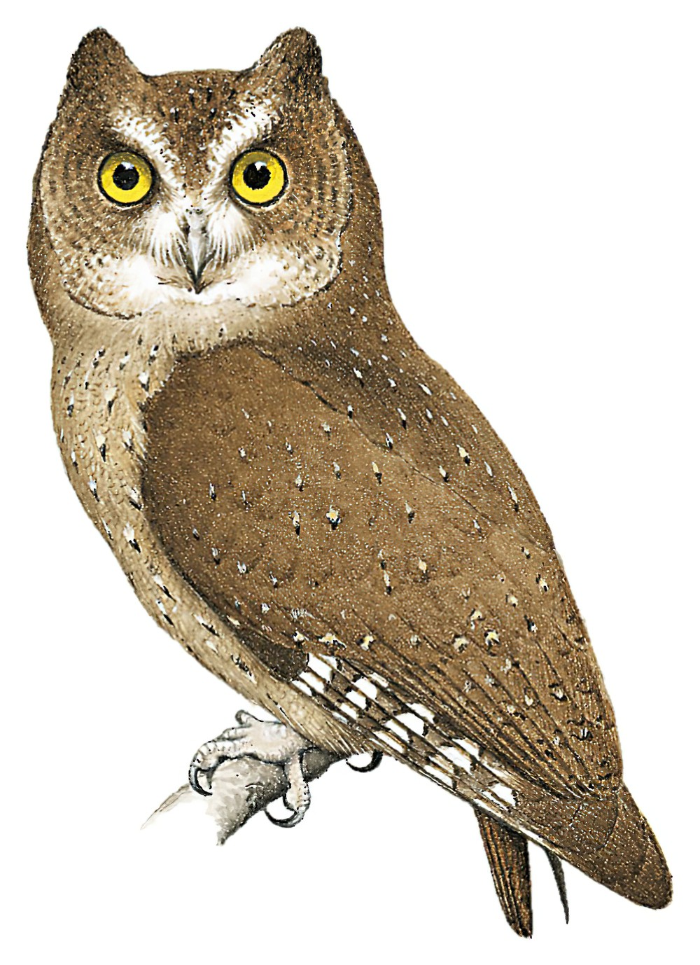 Andaman Scops-Owl / Otus balli
