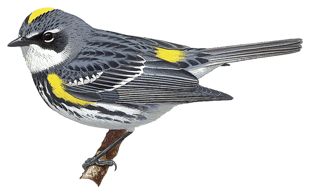Yellow-rumped Warbler / Setophaga coronata