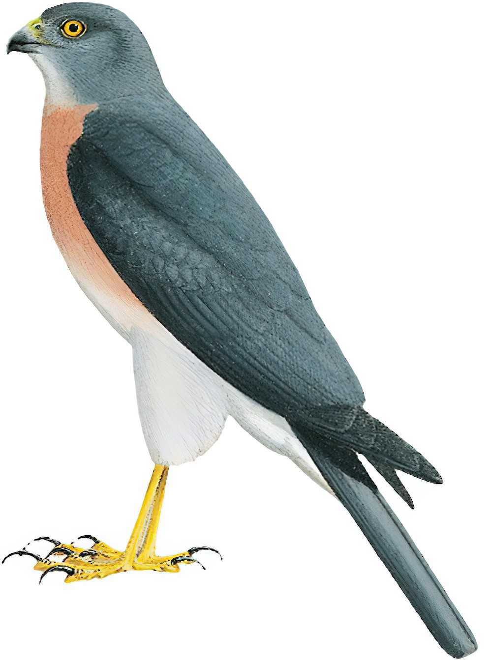 Vinous-breasted Sparrowhawk / Accipiter rhodogaster