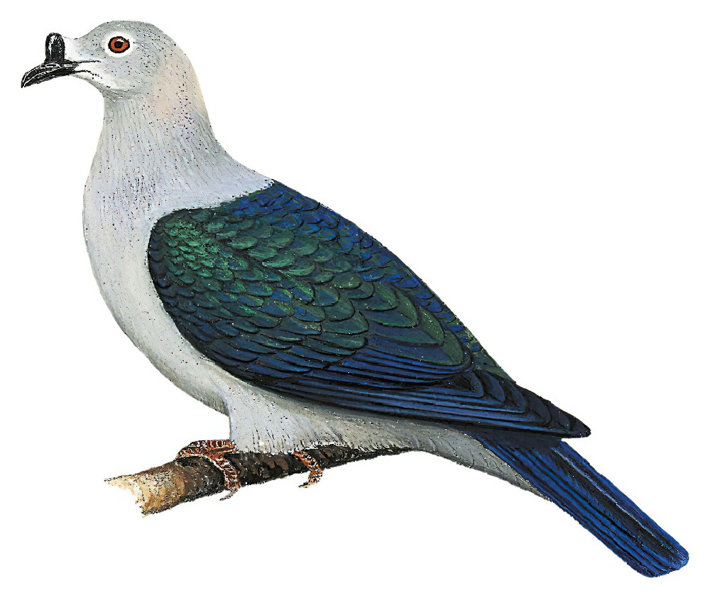 Polynesian Imperial-Pigeon / Ducula aurorae