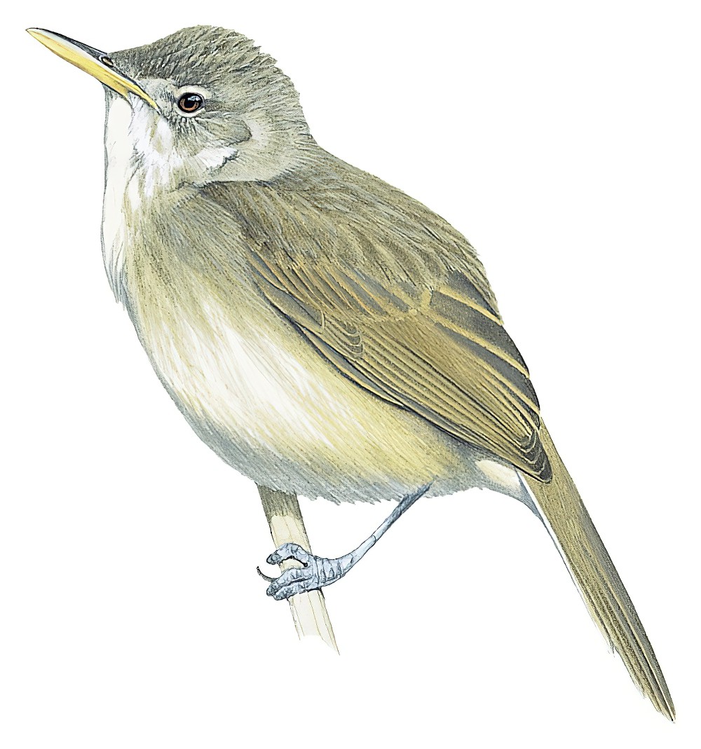 Cape Verde Swamp Warbler / Acrocephalus brevipennis