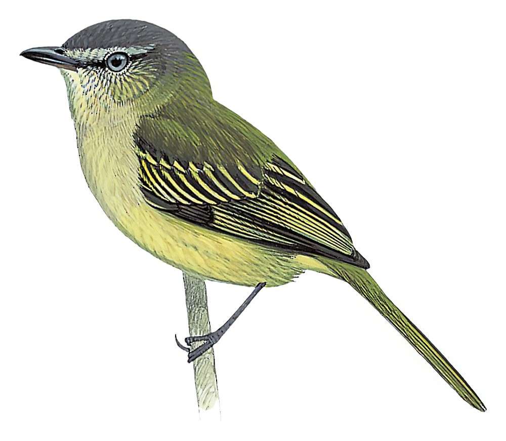 Slender-footed Tyrannulet / Zimmerius gracilipes