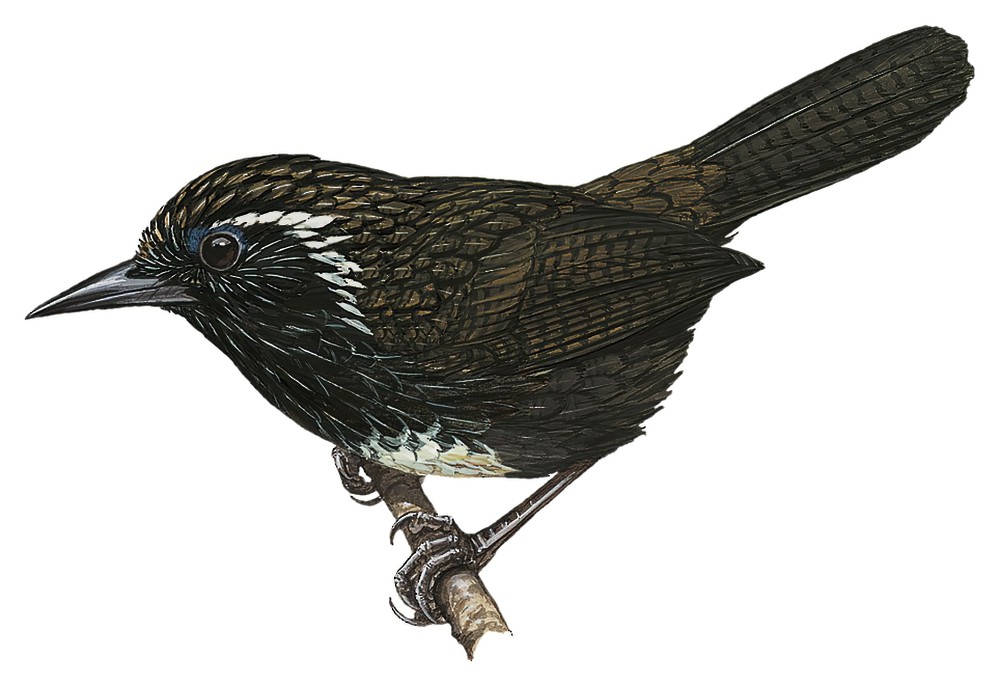 Blackish-breasted Babbler / Stachyris humei