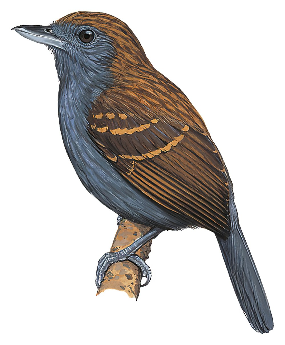 Spiny-faced Antshrike / Xenornis setifrons