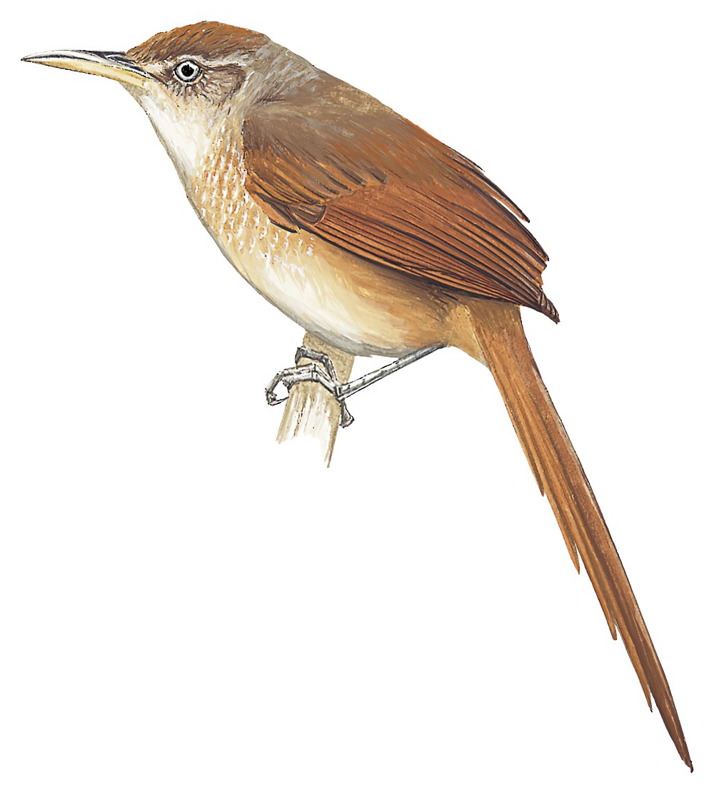 Chestnut-backed Thornbird / Phacellodomus dorsalis