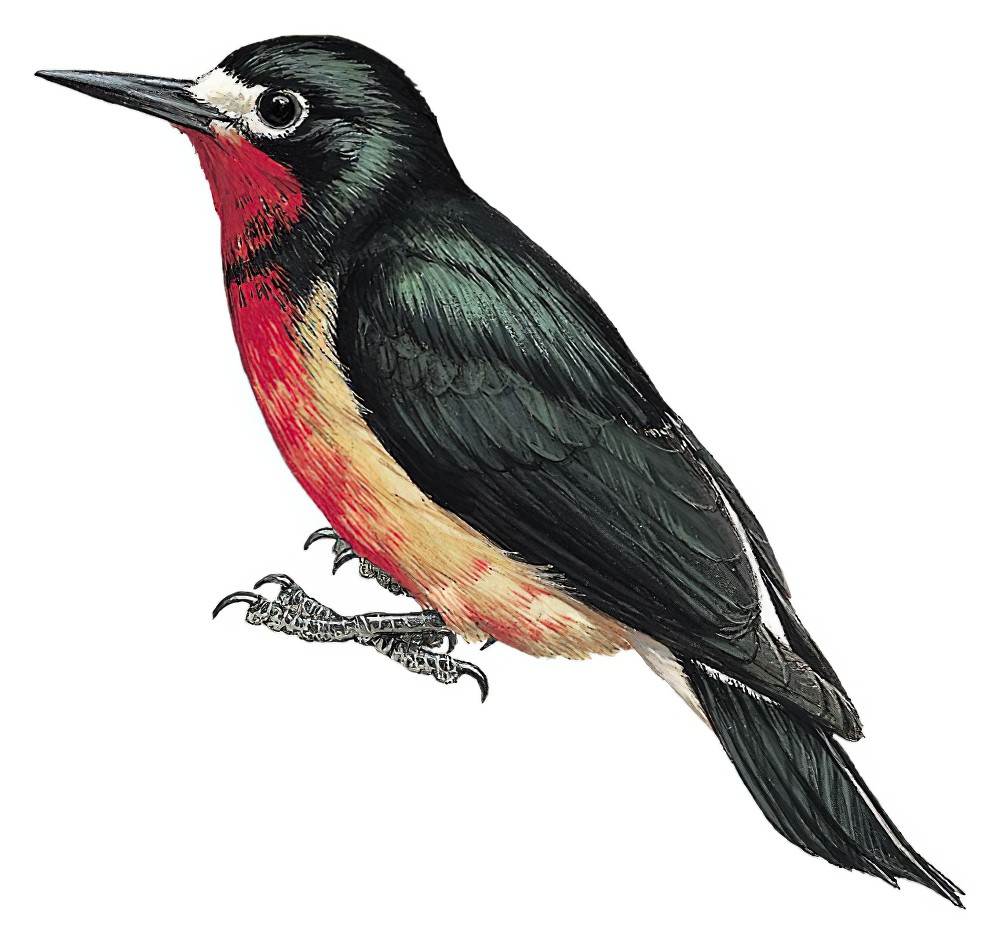 Puerto Rican Woodpecker / Melanerpes portoricensis