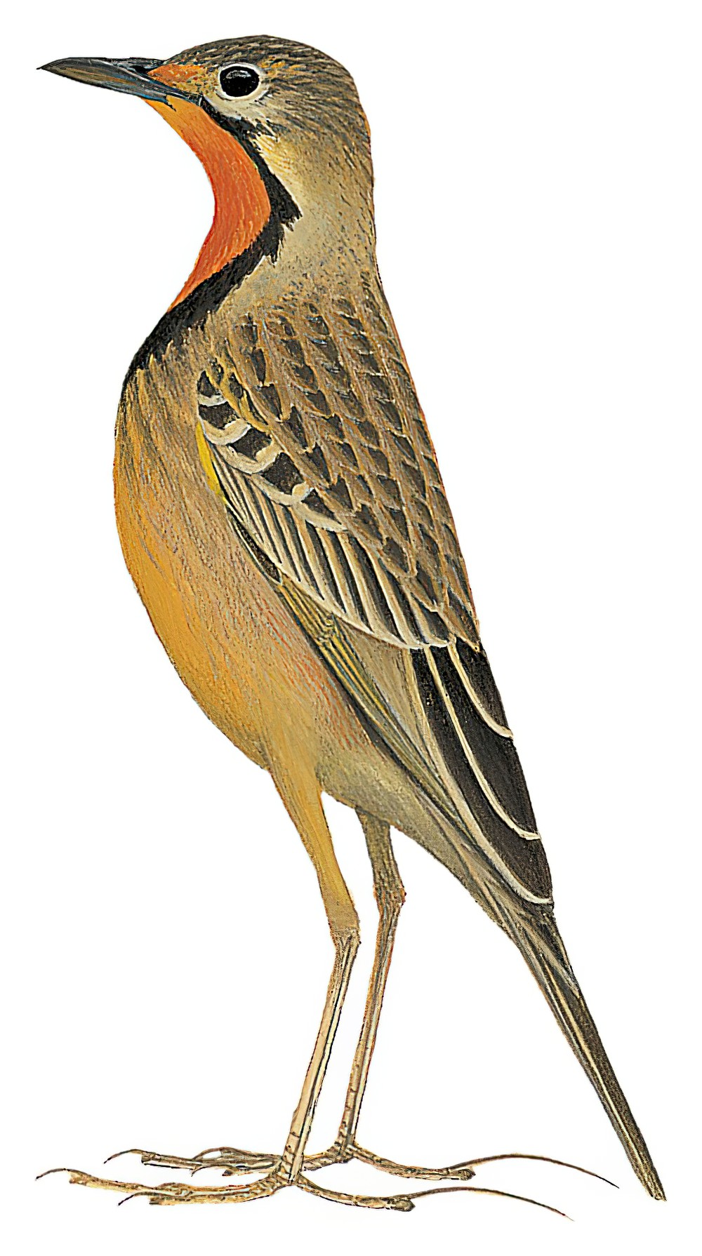 Orange-throated Longclaw / Macronyx capensis