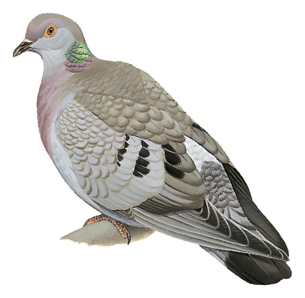 Yellow-eyed Pigeon / Columba eversmanni