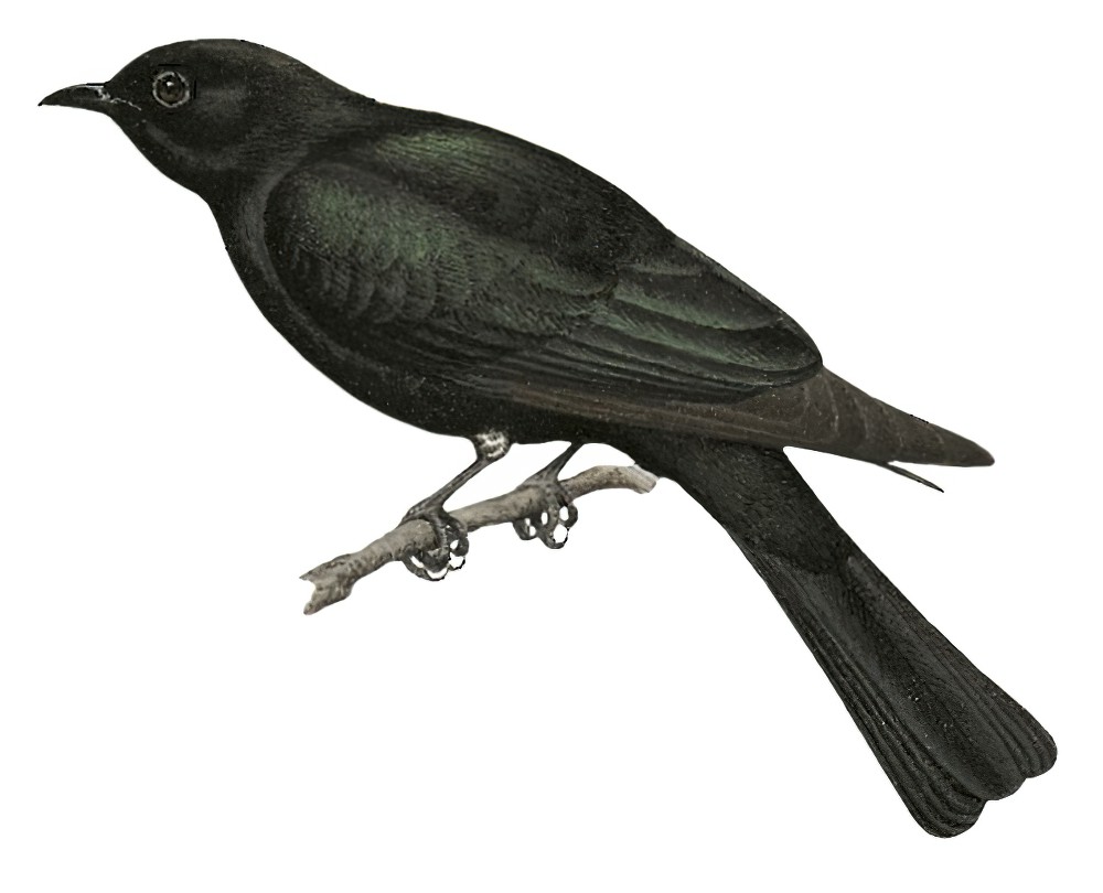 Philippine Drongo-Cuckoo / Surniculus velutinus