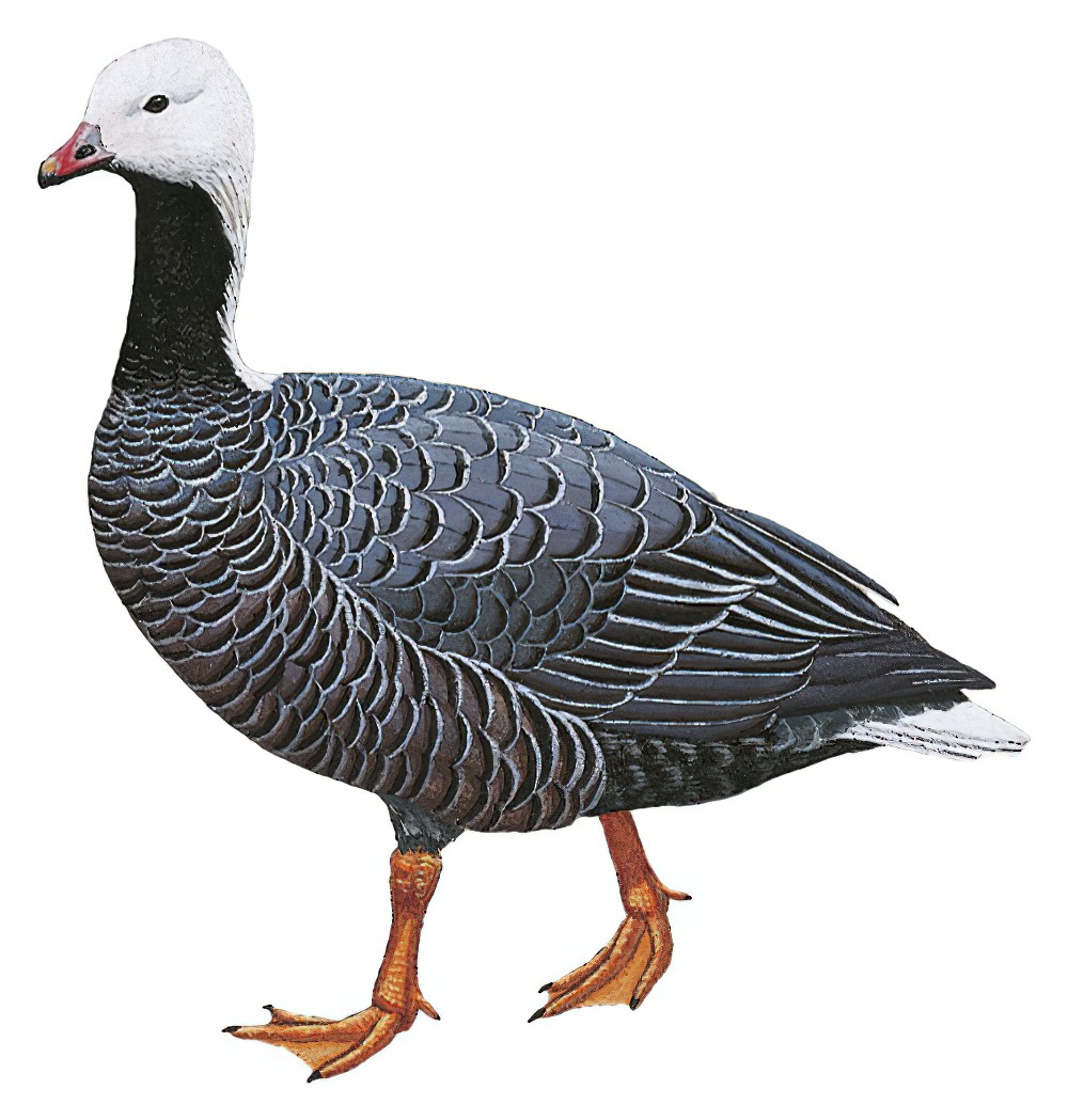 Emperor Goose / Anser canagicus