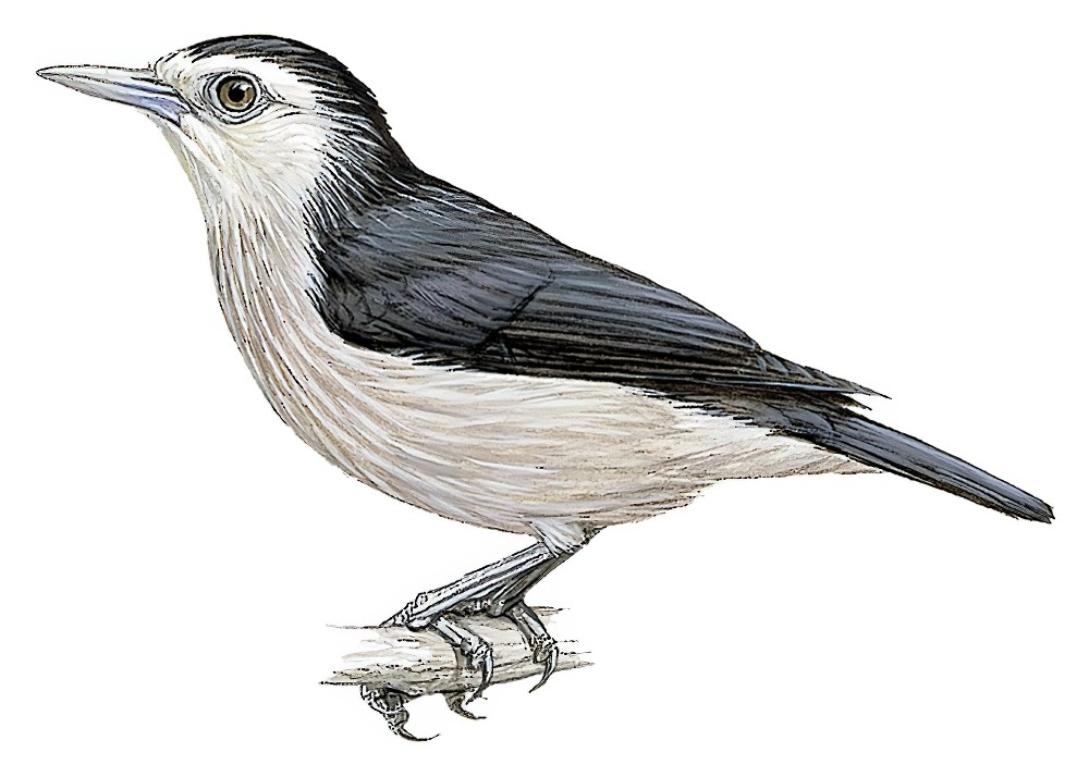 White-faced Starling / Sturnornis albofrontatus
