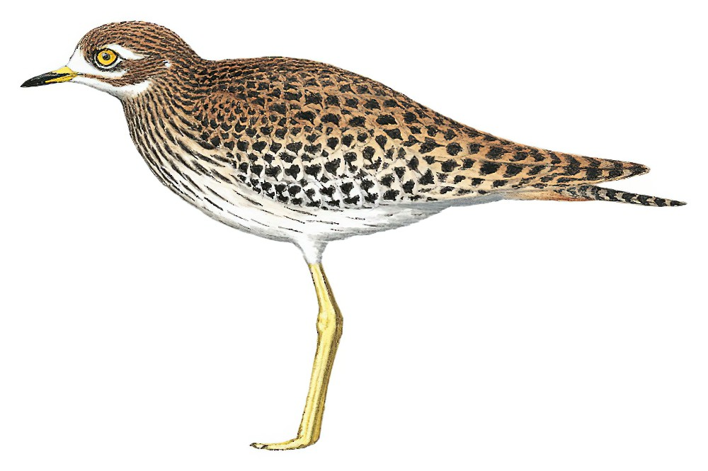 Spotted Thick-knee / Burhinus capensis