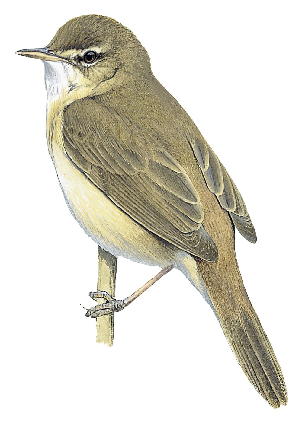 Blunt-winged Warbler / Acrocephalus concinens