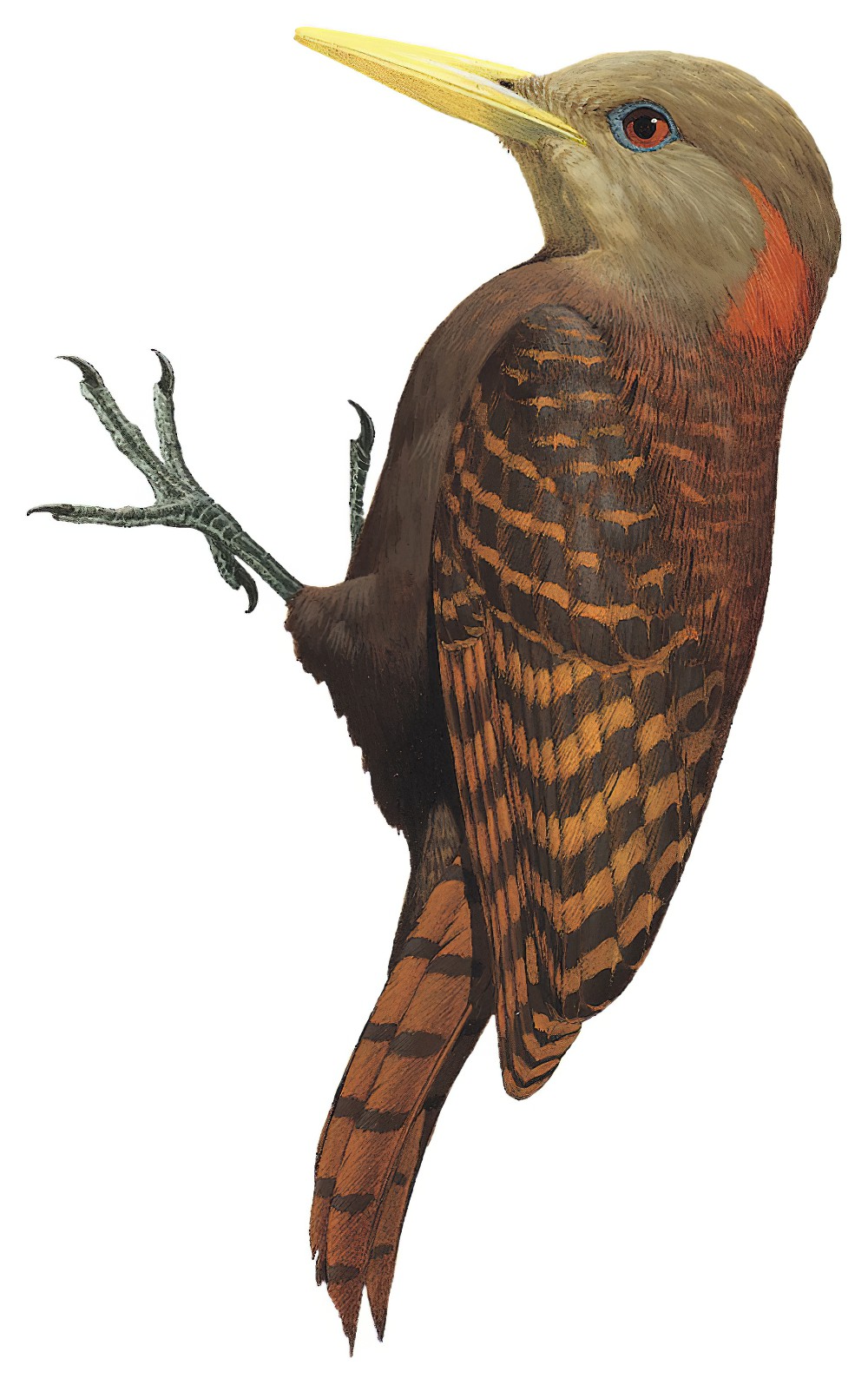 Bay Woodpecker / Blythipicus pyrrhotis