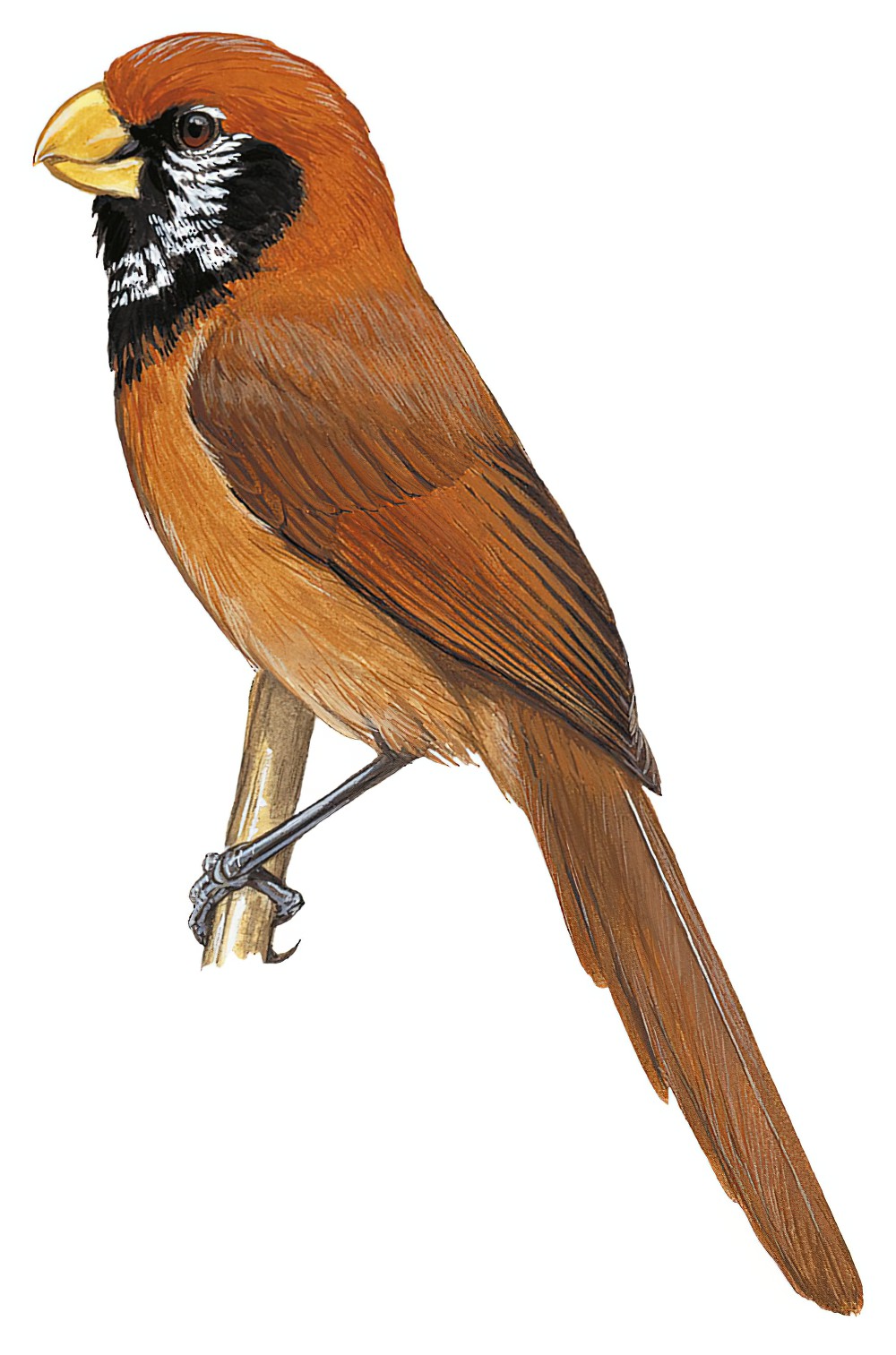 Black-breasted Parrotbill / Paradoxornis flavirostris