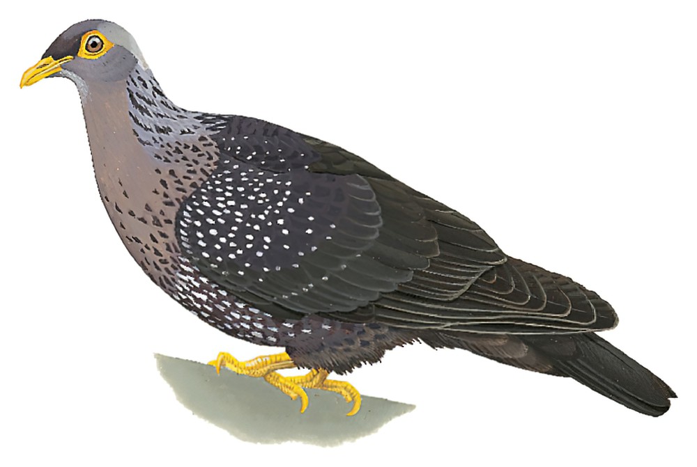 Rameron Pigeon / Columba arquatrix
