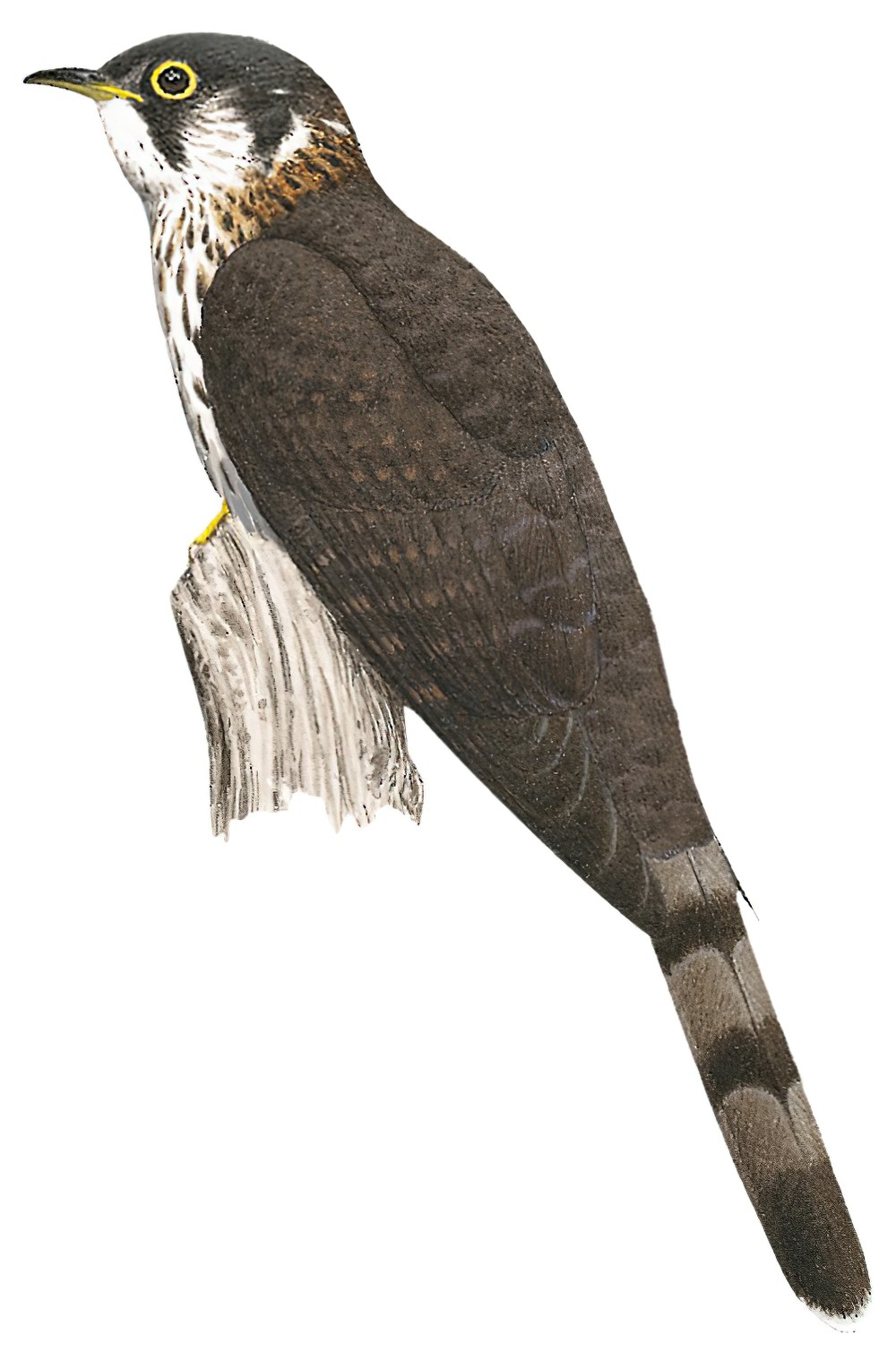 Moustached Hawk-Cuckoo / Hierococcyx vagans
