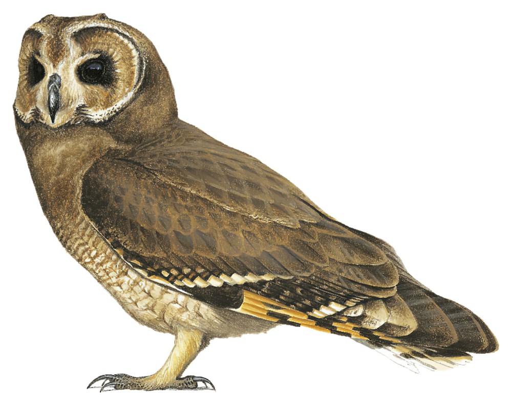 Marsh Owl / Asio capensis