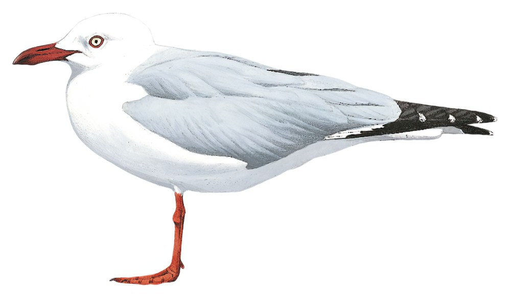 Silver Gull / Chroicocephalus novaehollandiae
