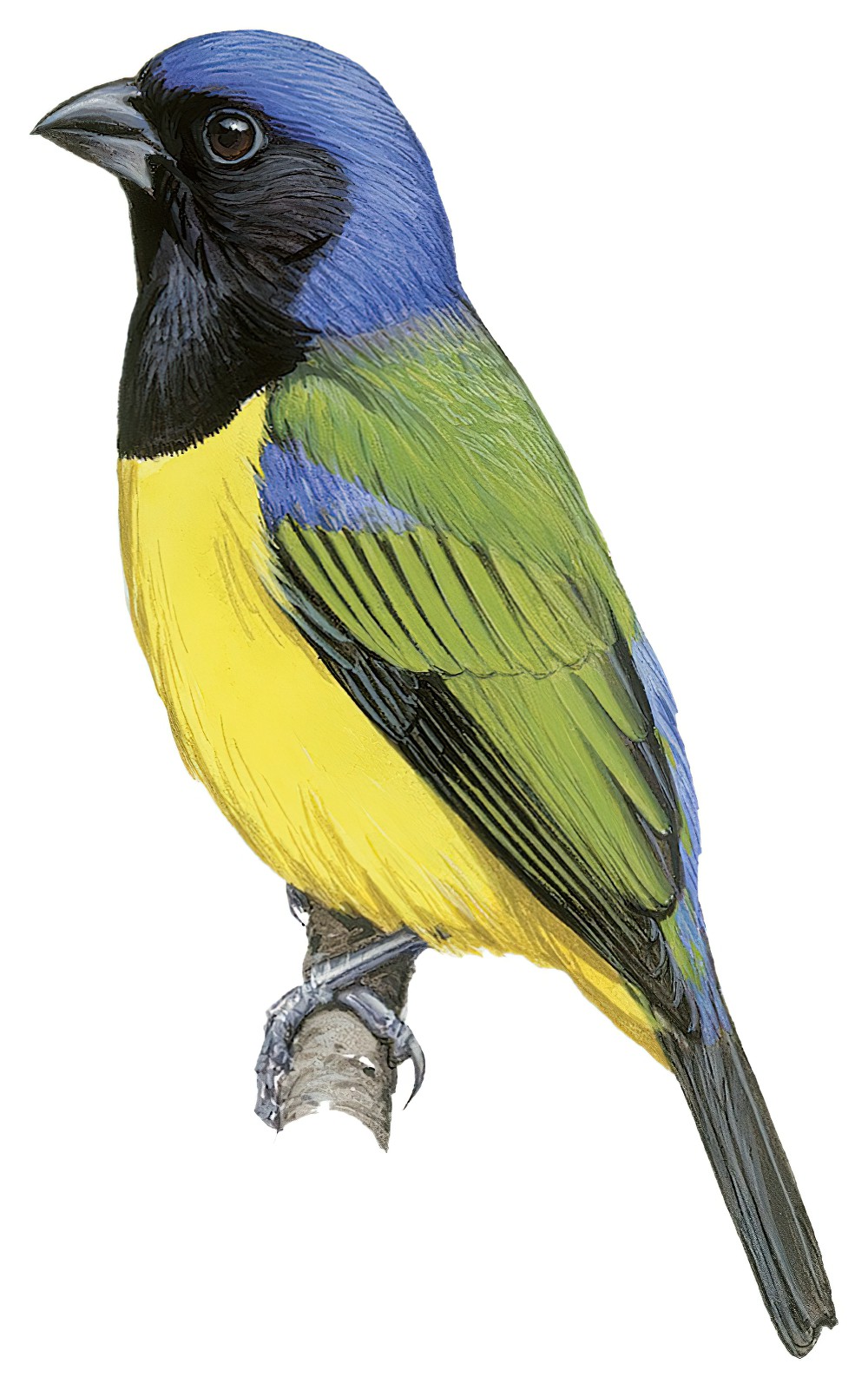 Black-chested Mountain-Tanager / Cnemathraupis eximia