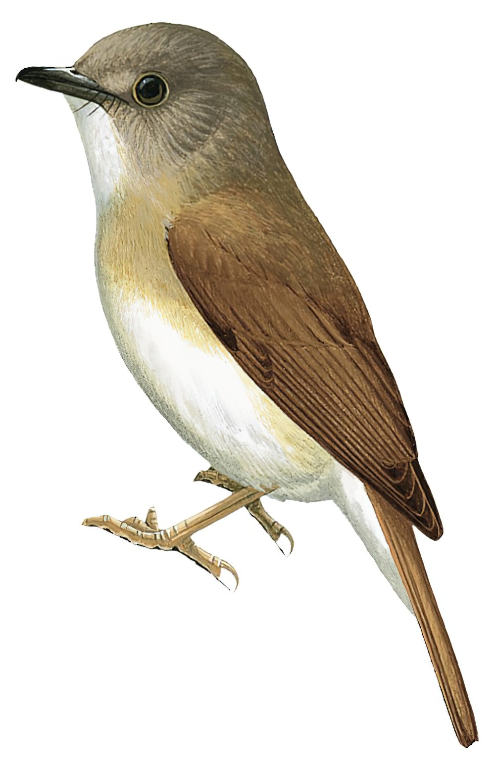 Fulvous-chested Jungle-Flycatcher / Cyornis olivaceus