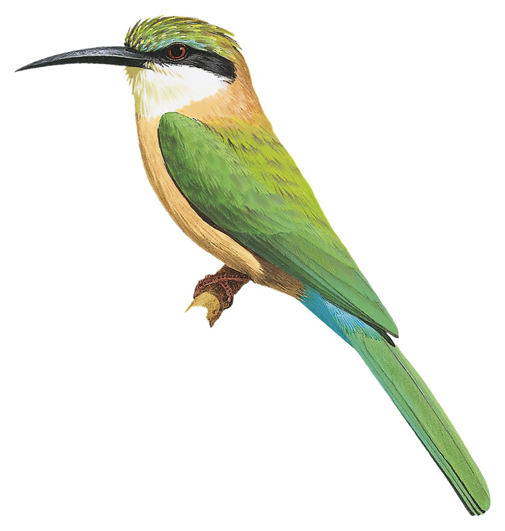 Somali Bee-eater / Merops revoilii