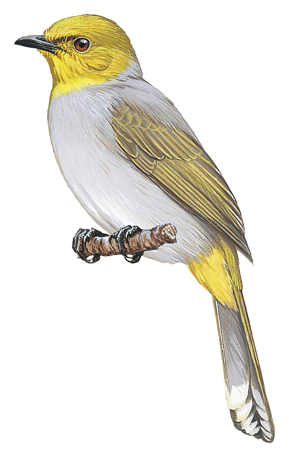 Yellow-throated Bulbul / Pycnonotus xantholaemus