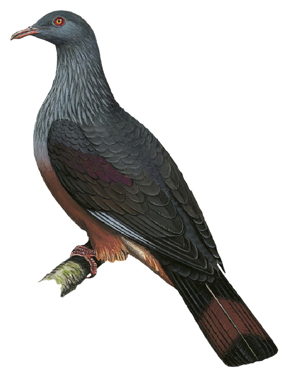 New Caledonian Imperial-Pigeon / Ducula goliath