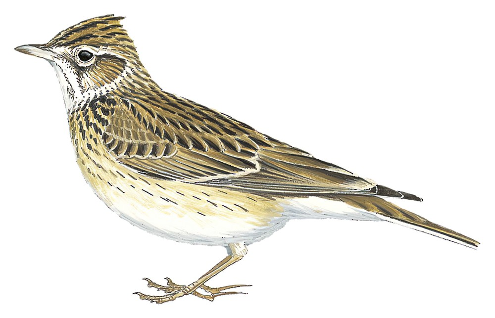 Eurasian Skylark / Alauda arvensis