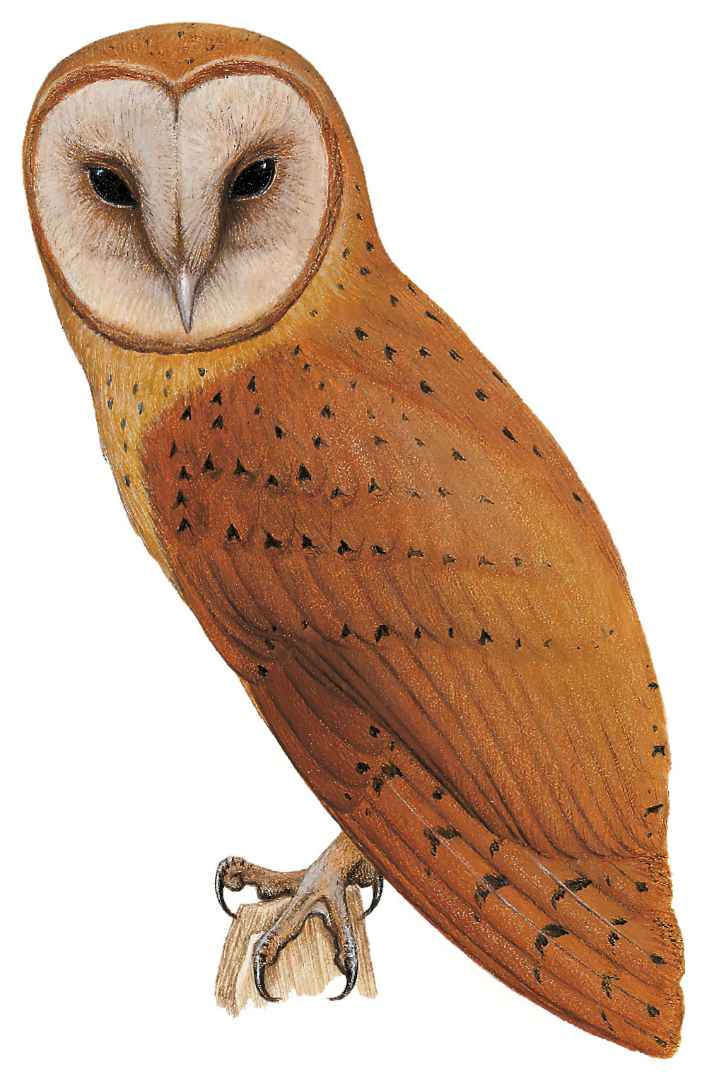 Red Owl / Tyto soumagnei