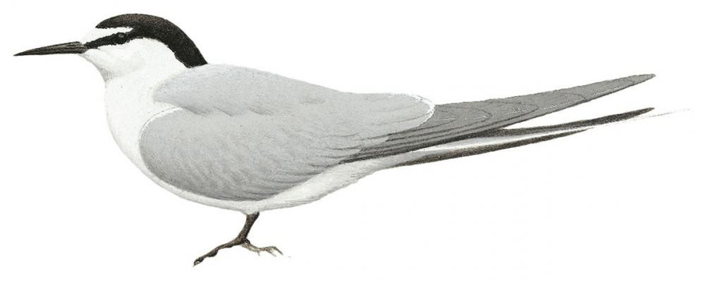 Gray-backed Tern / Onychoprion lunatus