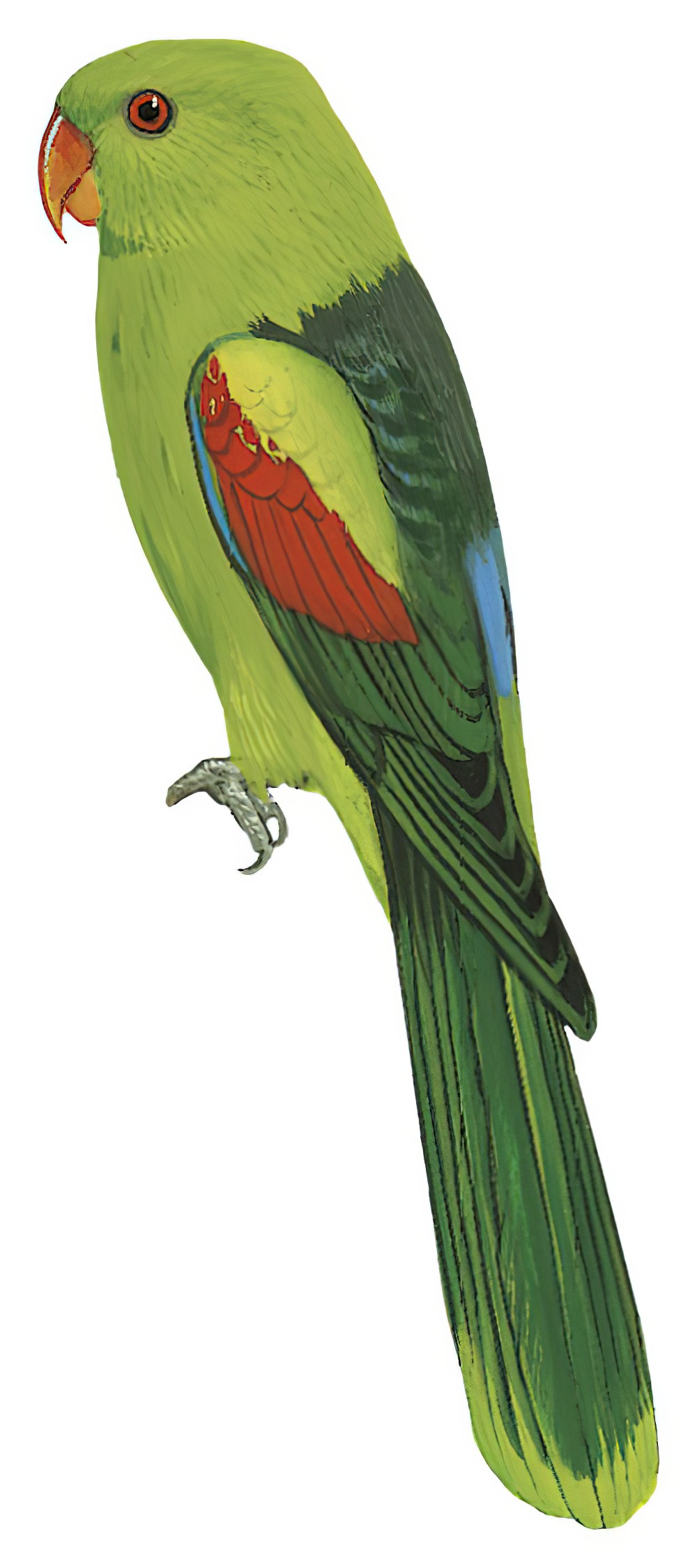 Olive-shouldered Parrot / Aprosmictus jonquillaceus