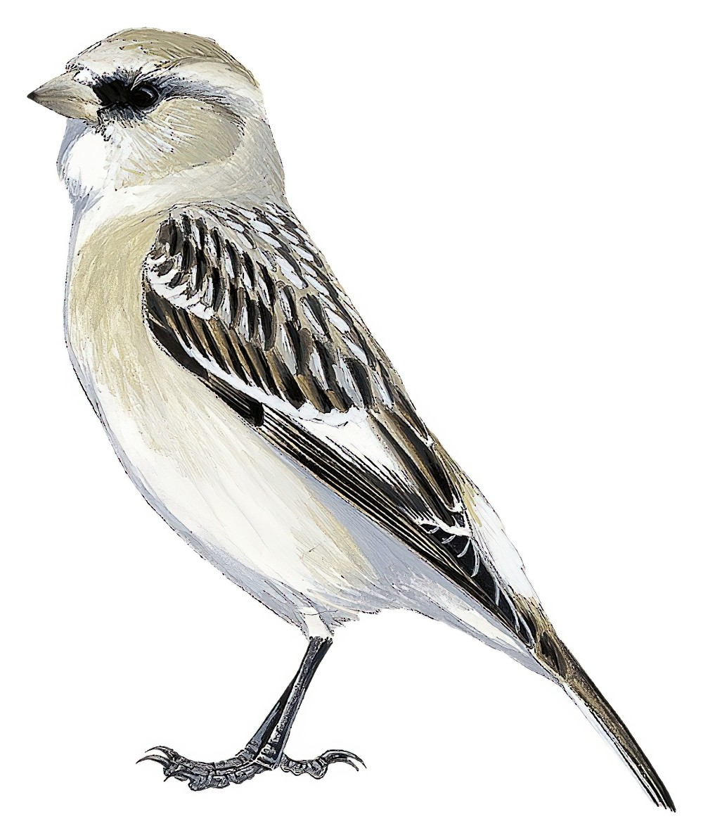 White-rumped Snowfinch / Montifringilla taczanowskii