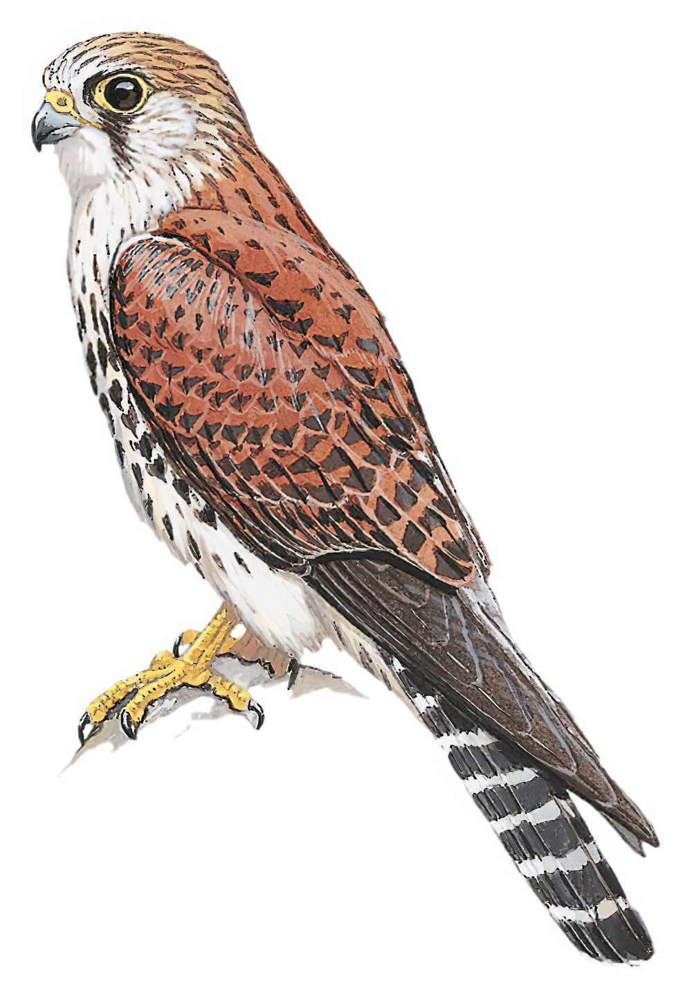 Madagascar Kestrel / Falco newtoni