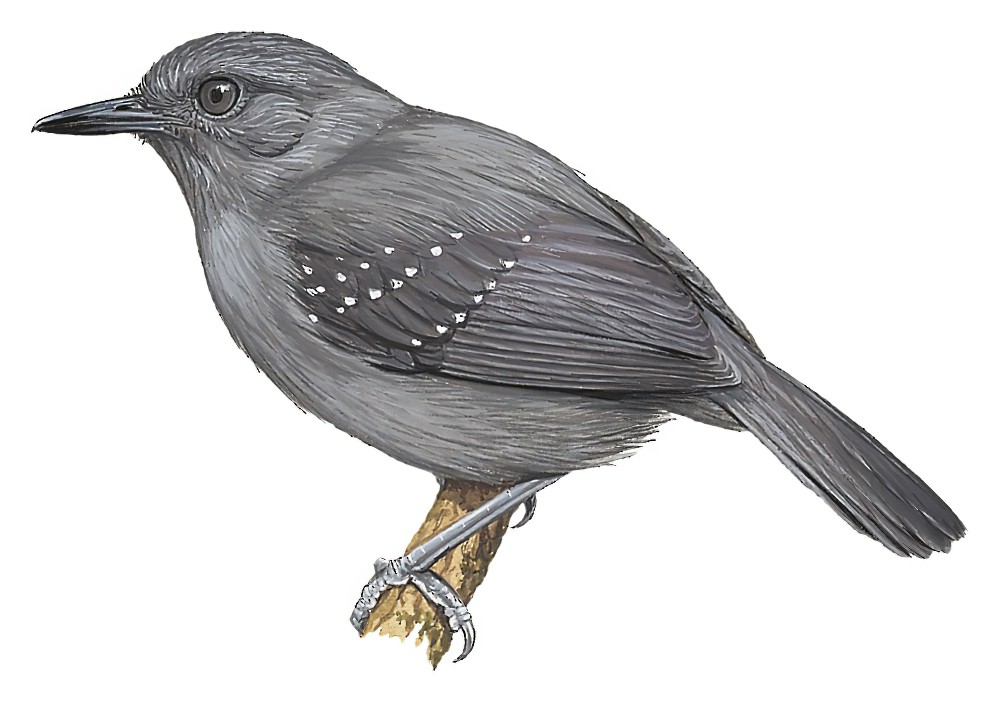 Slate-colored Antbird / Myrmelastes schistaceus