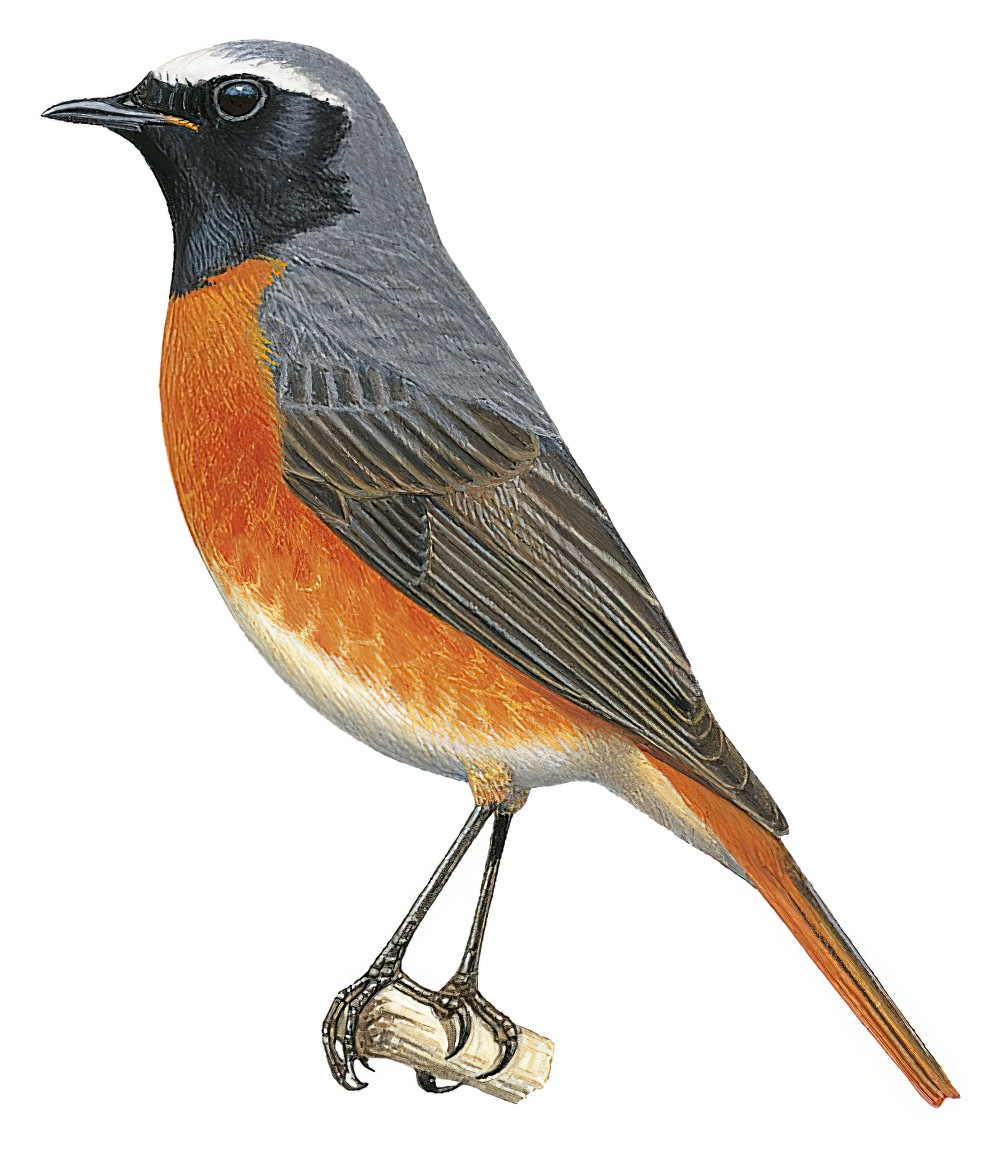 Common Redstart / Phoenicurus phoenicurus