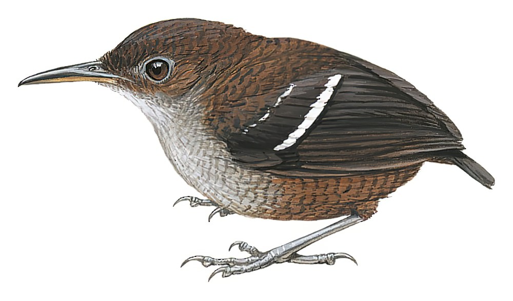 Wing-banded Wren / Microcerculus bambla