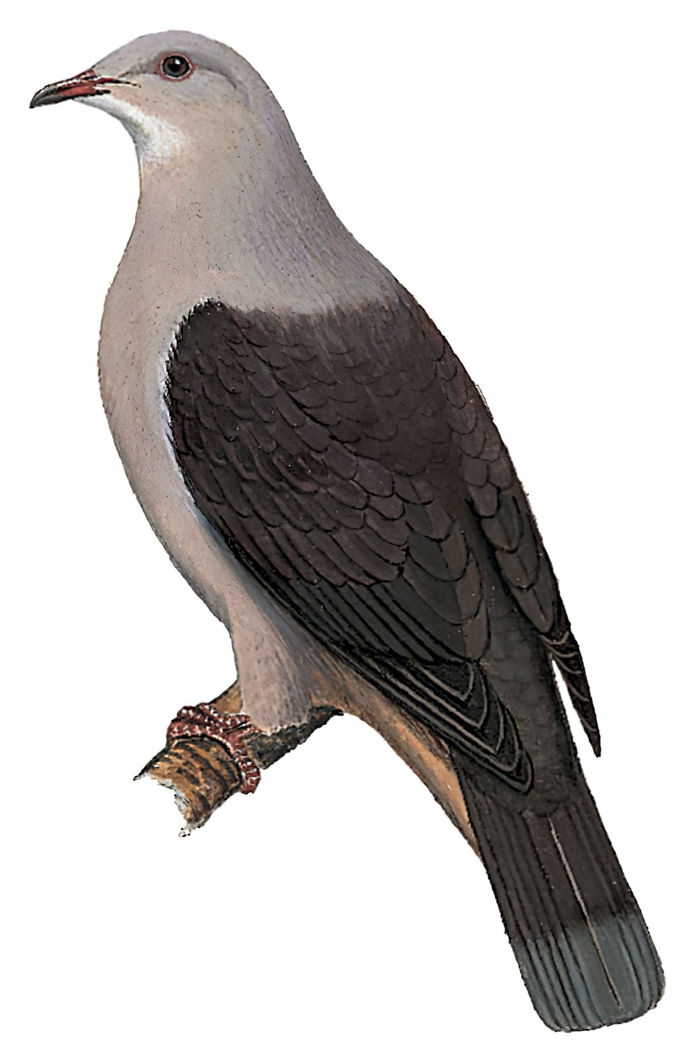 Mountain Imperial-Pigeon / Ducula badia